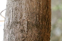 Sterculia guttata